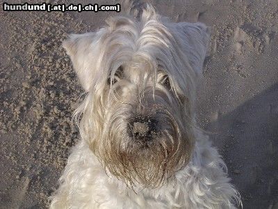 Irischer Soft Coated Wheaten Terrier Die Sandnase