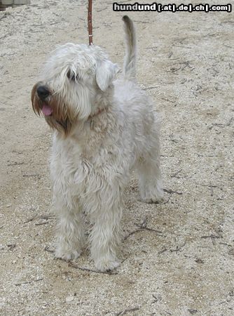 Irischer Soft Coated Wheaten Terrier Linus van Pelt of the Red Meadows