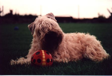 Irischer Soft Coated Wheaten Terrier Jgd. Ch. Fantastic Tascho (vorher. Bild falsch)