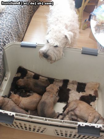 Irischer Soft Coated Wheaten Terrier Puppys Kní-York, CZ