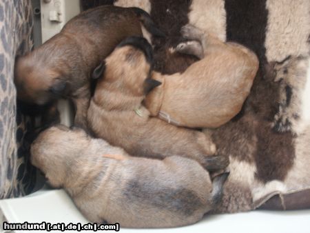 Irischer Soft Coated Wheaten Terrier Puppys Kní-York, CZ