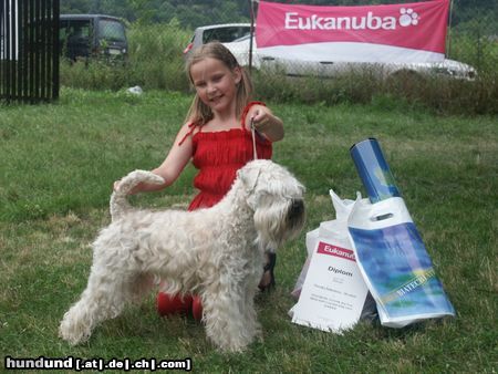 Irischer Soft Coated Wheaten Terrier Ich. Elisabeth Taylor Kní-York