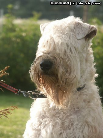 Irischer Soft Coated Wheaten Terrier Jch. Armando Mario della Quattrocento