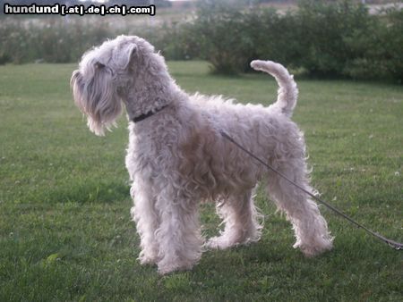 Irischer Soft Coated Wheaten Terrier ICH. Elisabeth Taylor Kní-York