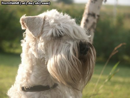 Irischer Soft Coated Wheaten Terrier ICH. Elisabeth Taylor Kní-York