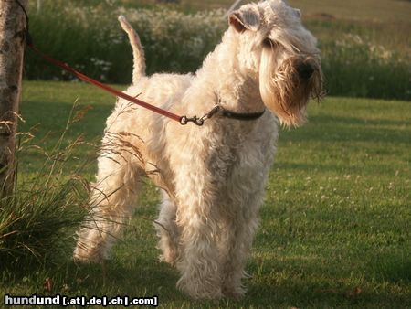 Irischer Soft Coated Wheaten Terrier Armando Mario - 14 monaten