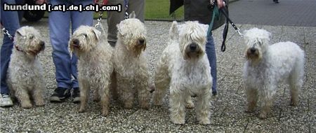 Irischer Soft Coated Wheaten Terrier Der Strongbow's Clan