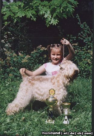 Irischer Soft Coated Wheaten Terrier Juniorhandling