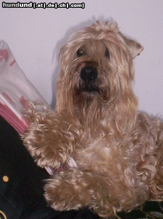 Irischer Soft Coated Wheaten Terrier Ich. Antoanett Queen - 10 years old