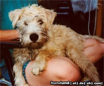 Irischer Soft Coated Wheaten Terrier Strongbow's Bright Blizzard als Welpe