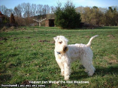 Irischer Soft Coated Wheaten Terrier