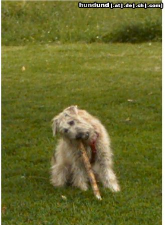 Irischer Soft Coated Wheaten Terrier Chrissie, 7 Mon bei e.ihrer Lieblingsbeschäftigungen