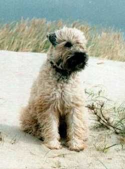 Irischer Soft Coated Wheaten Terrier Wheaten`s Oona of Red Star`s Home