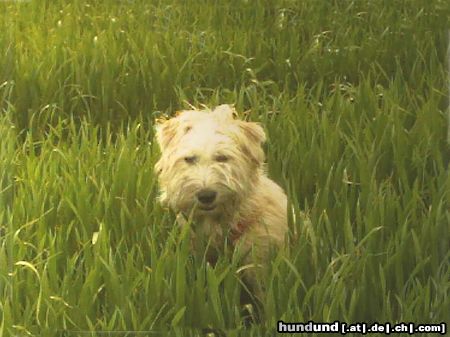 Irischer Soft Coated Wheaten Terrier Chrissie im Gras