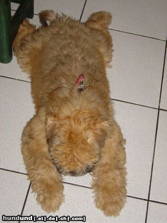 Irischer Soft Coated Wheaten Terrier The Wheaten Carpet  