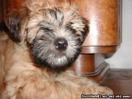 Irischer Soft Coated Wheaten Terrier JOANNA 