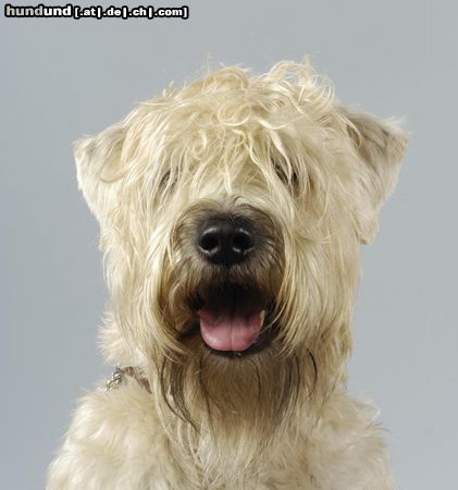 Irischer Soft Coated Wheaten Terrier Head Hunter Dear Crazy Tomboy