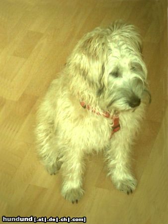 Irischer Soft Coated Wheaten Terrier Chrissie mit 6.5 Monaten