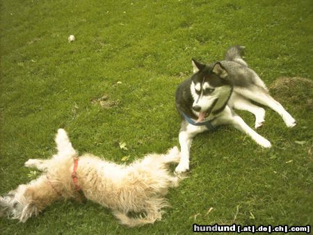 Irischer Soft Coated Wheaten Terrier Chrissie mit Huskie Leila