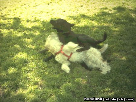 Irischer Soft Coated Wheaten Terrier Chrissie mit Margo