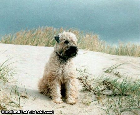 Irischer Soft Coated Wheaten Terrier nicht Oona sondern Sundance Melba in DK 2001