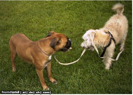 Irischer Soft Coated Wheaten Terrier