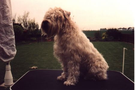 Irischer Soft Coated Wheaten Terrier Jgd. Ch. Fantastic Tascho