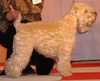 Irischer Soft Coated Wheaten Terrier Hund