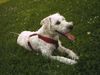 Irischer Soft Coated Wheaten Terrier Hund