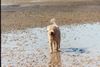 Irischer Soft Coated Wheaten Terrier Hund