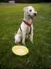 Irischer Soft Coated Wheaten Terrier Hund