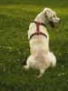 Irischer Soft Coated Wheaten Terrier Hund