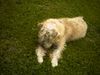 Irischer Soft Coated Wheaten Terrier Hund