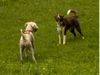 Irischer Soft Coated Wheaten Terrier Hund