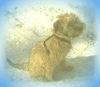 Irischer Soft Coated Wheaten Terrier Hund