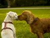 Irischer Soft Coated Wheaten Terrier Hund