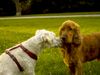 Irischer Soft Coated Wheaten Terrier Hund