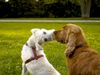 Irischer Soft Coated Wheaten Terrier Hund