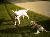 Irischer Soft Coated Wheaten Terrier Hund