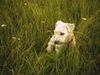 Irischer Soft Coated Wheaten Terrier Hund