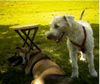 Irischer Soft Coated Wheaten Terrier Hund