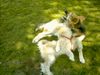 Irischer Soft Coated Wheaten Terrier Hund