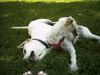 Irischer Soft Coated Wheaten Terrier Hund