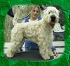 Irischer Soft Coated Wheaten Terrier Hund