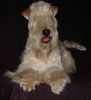 Irischer Soft Coated Wheaten Terrier Hund