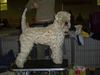 Irischer Soft Coated Wheaten Terrier Hund