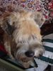 Irischer Soft Coated Wheaten Terrier Hund