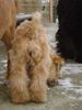 Irischer Soft Coated Wheaten Terrier Hund