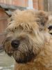 Irischer Soft Coated Wheaten Terrier Hund