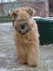 Irischer Soft Coated Wheaten Terrier Hund